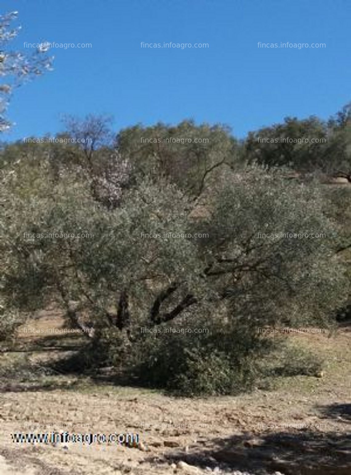 Fotos de A la venta podador de olivos y frutales