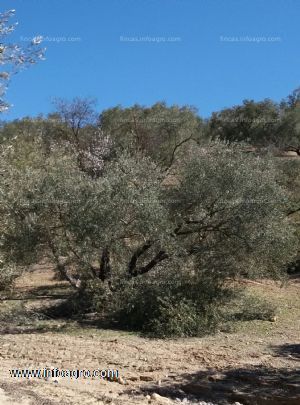 A la venta podador de olivos y frutales