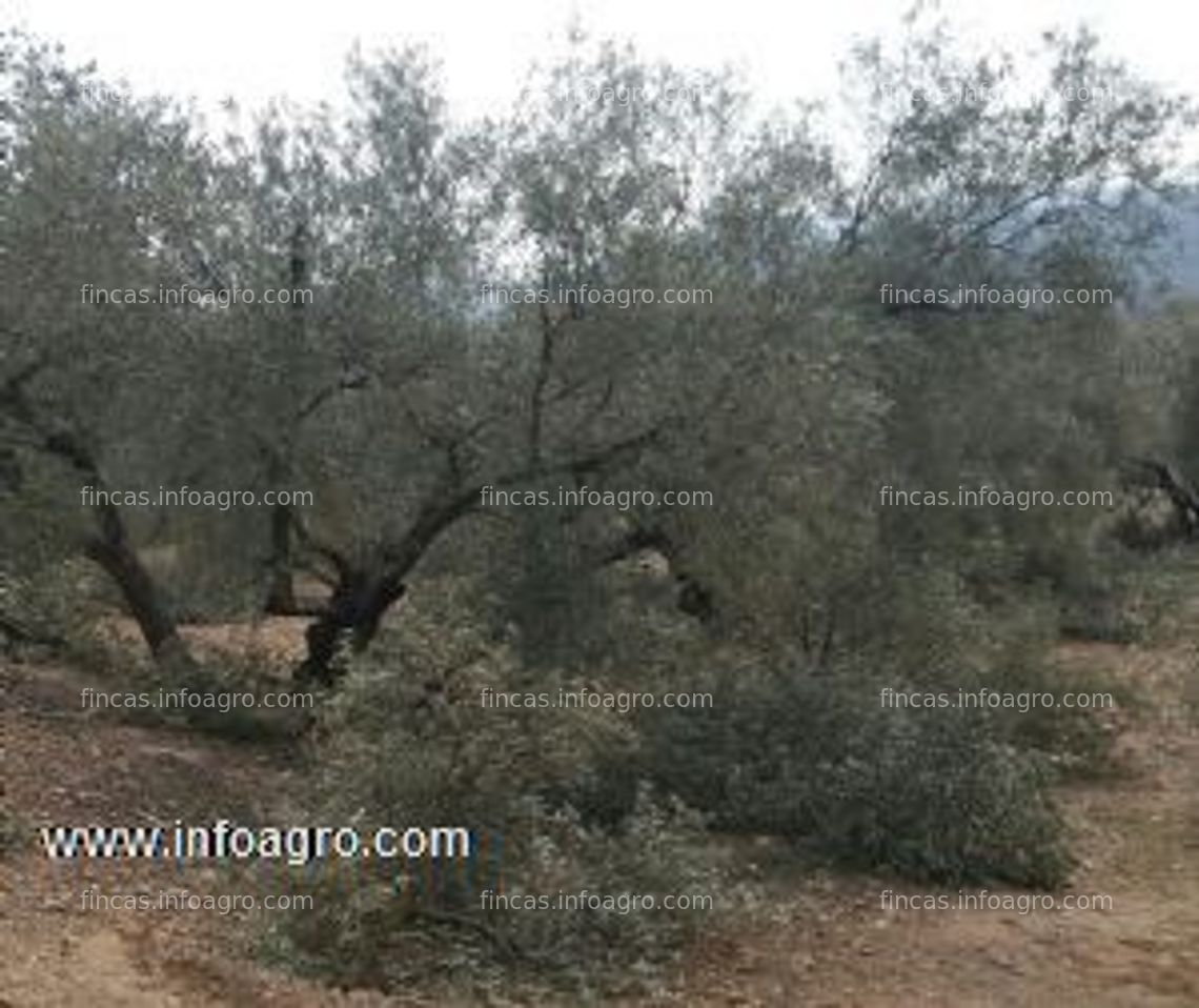 Fotos de A la venta podador de olivos y frutales