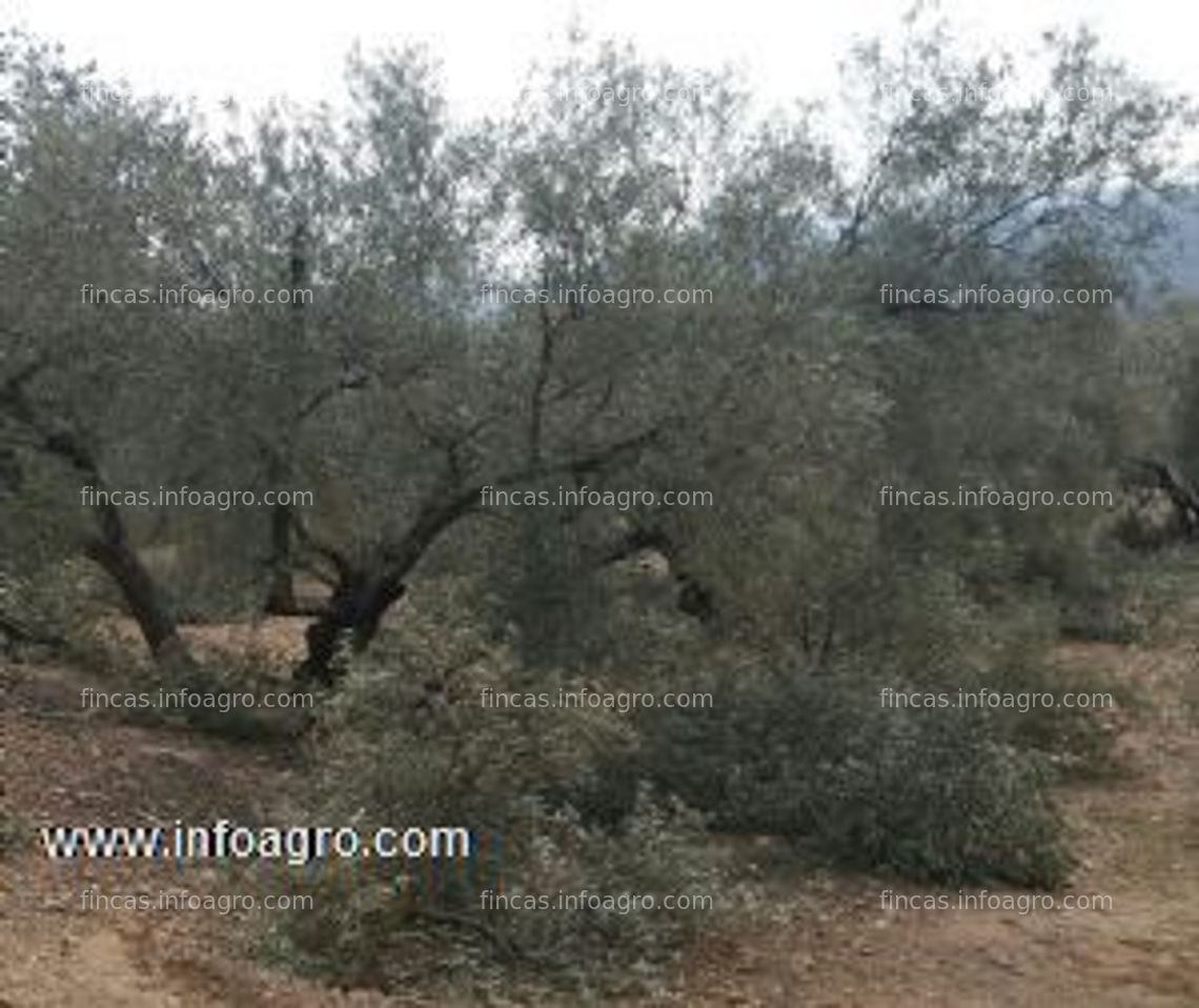 Fotos de A la venta podador de olivos y frutales