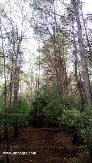 Se vende terreno forestal en la costa brava