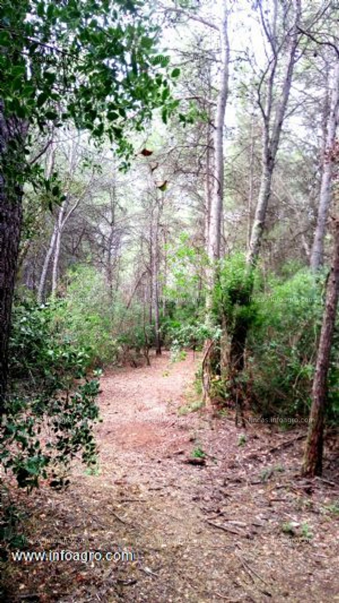 Fotos de Se vende terreno forestal en la costa brava