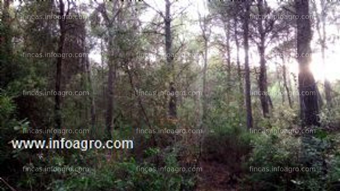 Fotos de Se vende terreno forestal en la costa brava