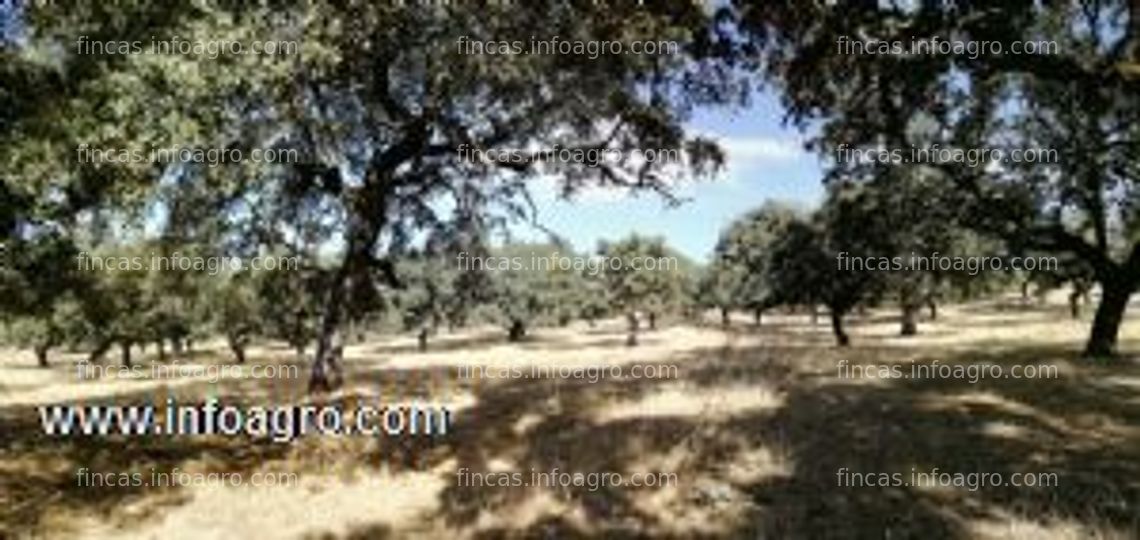 Fotos de En venta  finca rústica en monesterio ( badajoz )