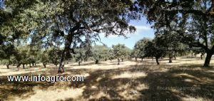 En venta  finca rústica en monesterio ( badajoz )