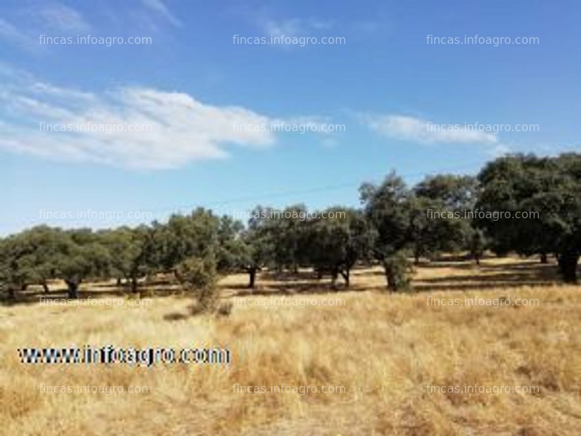 Fotos de En venta  finca rústica en monesterio ( badajoz )