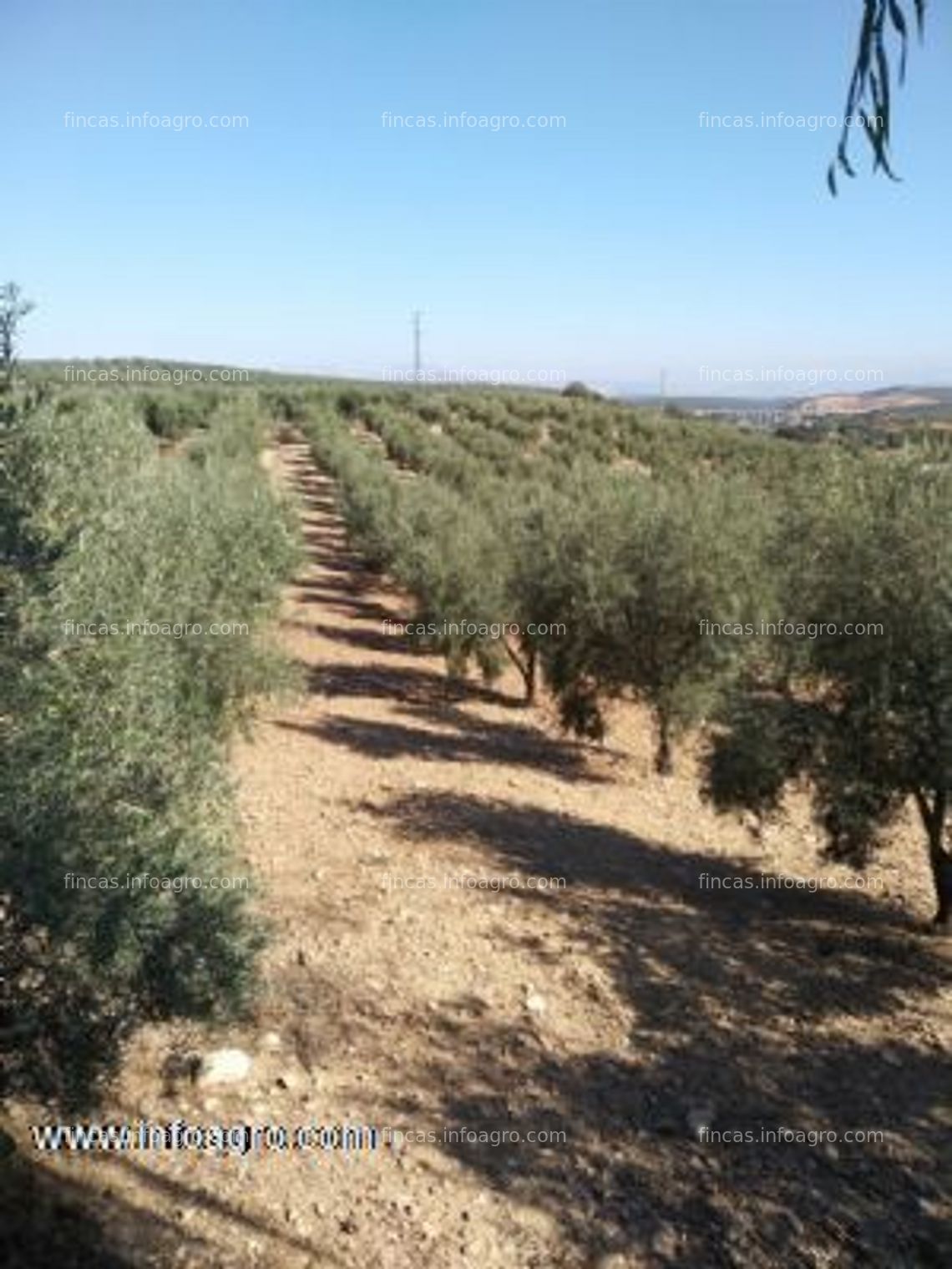 Fotos de A la venta olivar regadio 20 ha. hojiblanca y arbequina posibilidad terreno urbano archidona