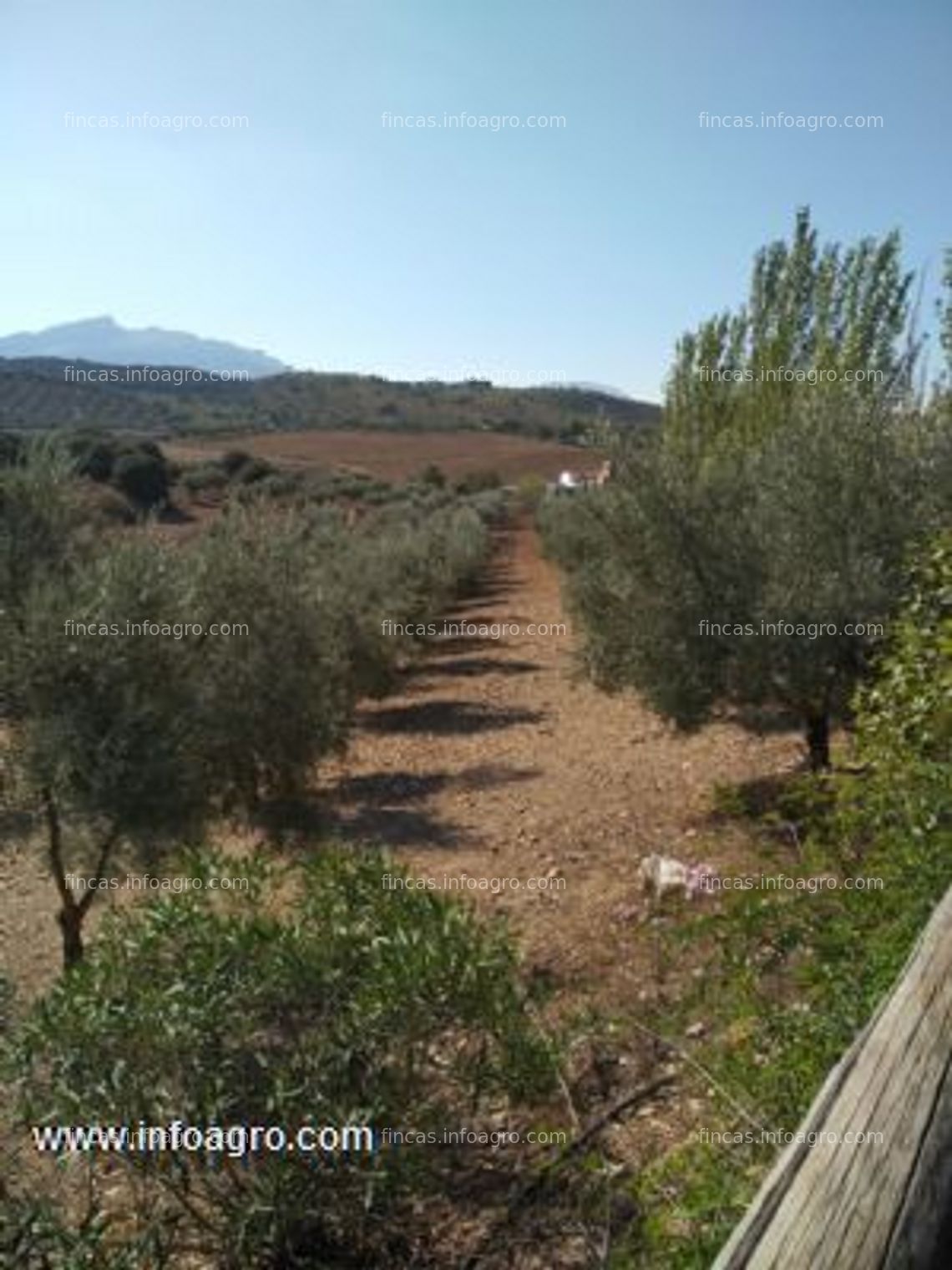 Fotos de A la venta olivar regadio 20 ha. hojiblanca y arbequina posibilidad terreno urbano archidona