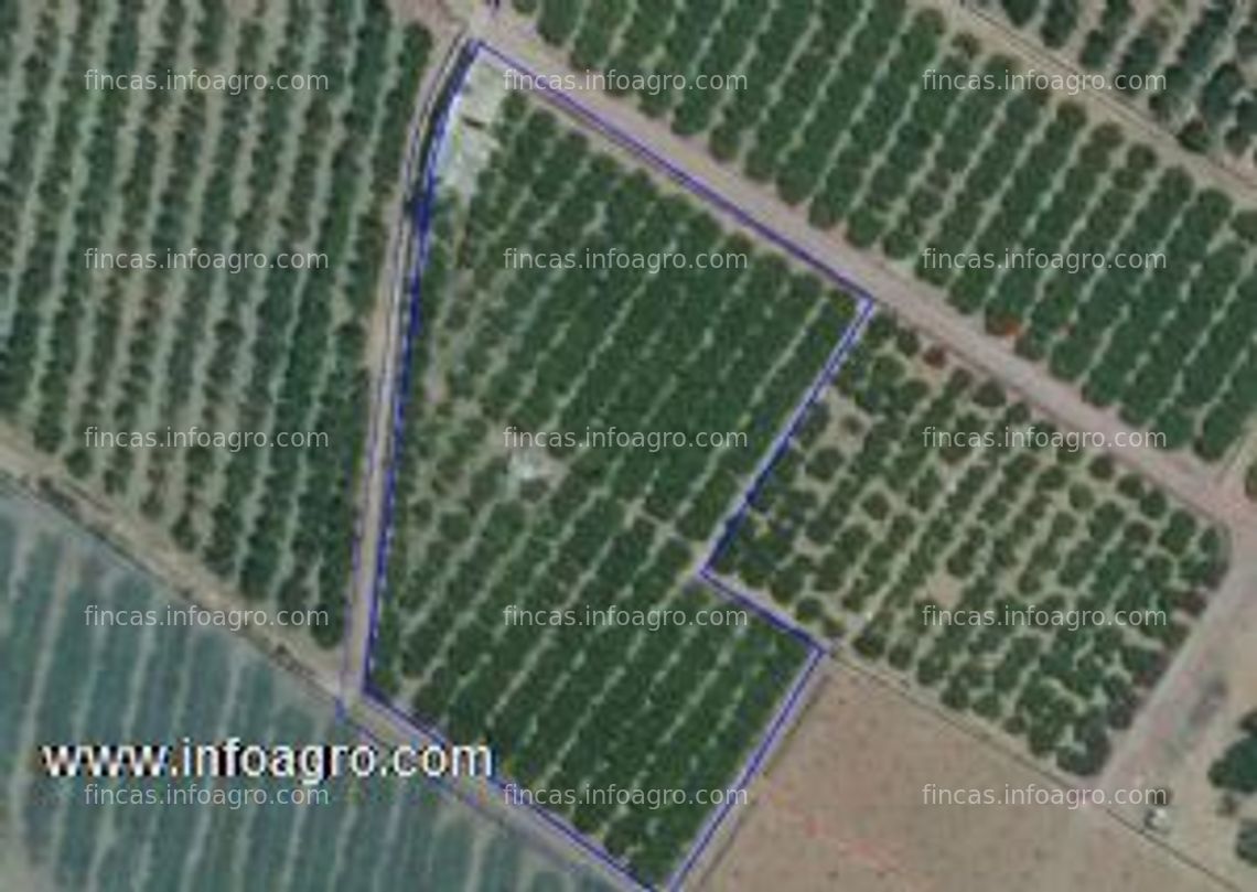 Fotos de En venta  campo de mandarinas marisol, 4 hanegadas polig.41-parcela 285 pozo gauza - termino sangunto.