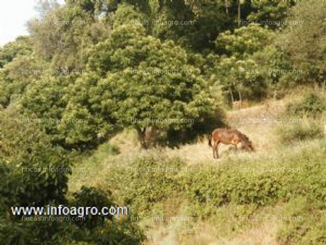 Fotos de A la venta finca rustica de 3 hectareas