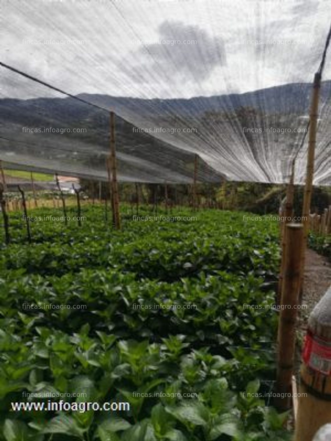 Fotos de Se vende finca productora de hortencia en la unión antioquia colombia