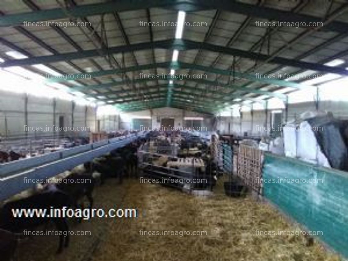 Fotos de En venta  explotación caprina lechera en el sur de la provincia de avila.