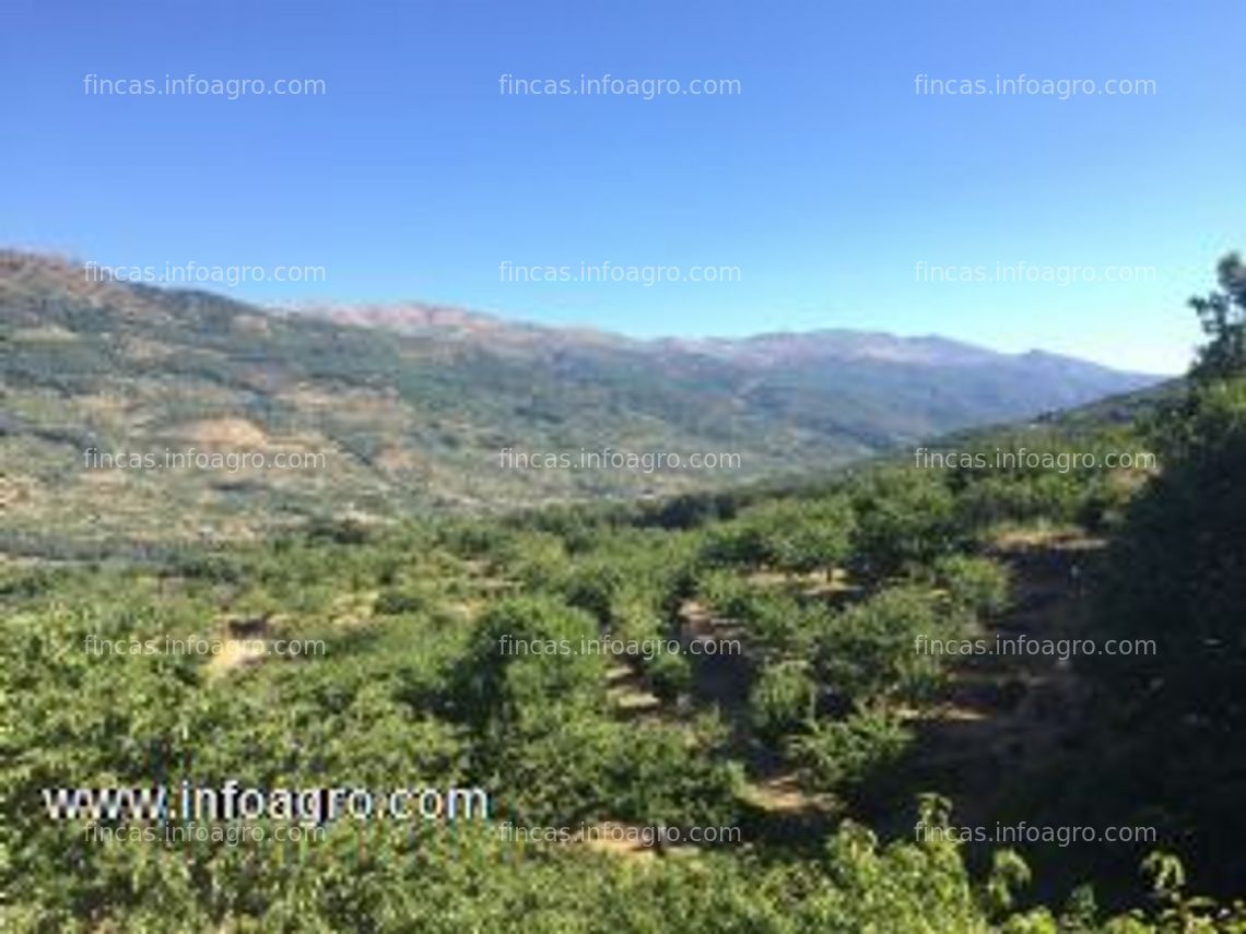 Fotos de Vendo finca de cerezos en plena producción, 5000 m2 aprox