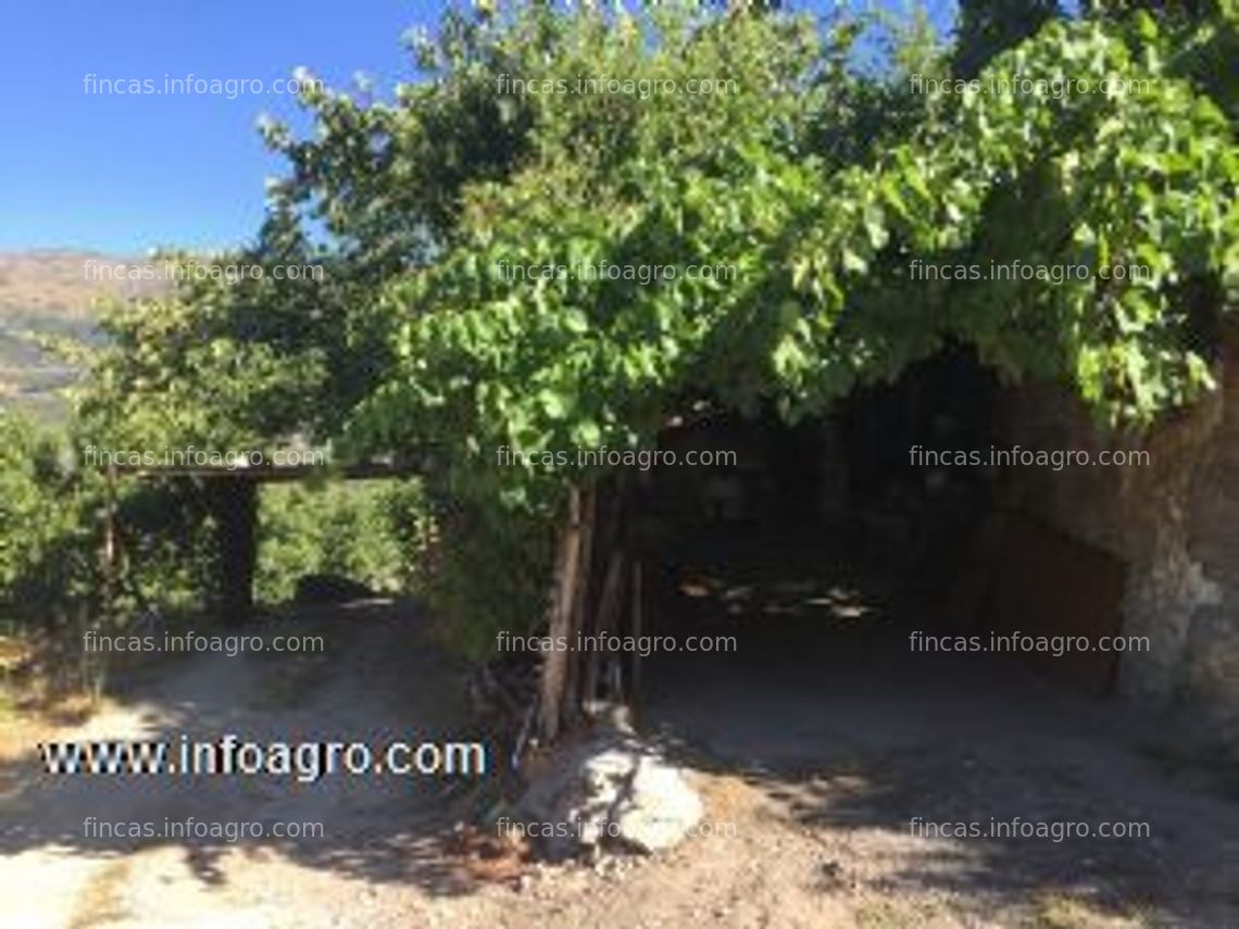 Fotos de Vendo finca de cerezos en plena producción, 5000 m2 aprox