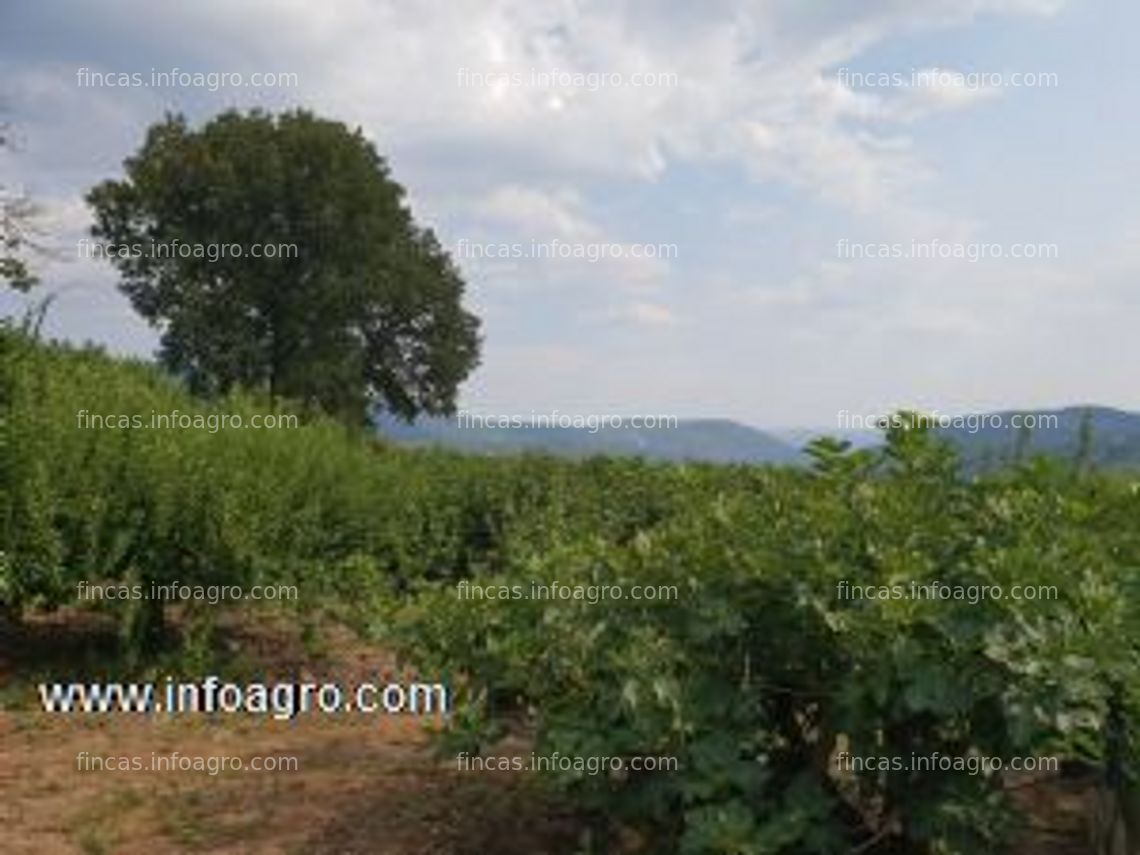 Fotos de En venta  finca en el valle del tiétar, cara sur de la sierra de gredos