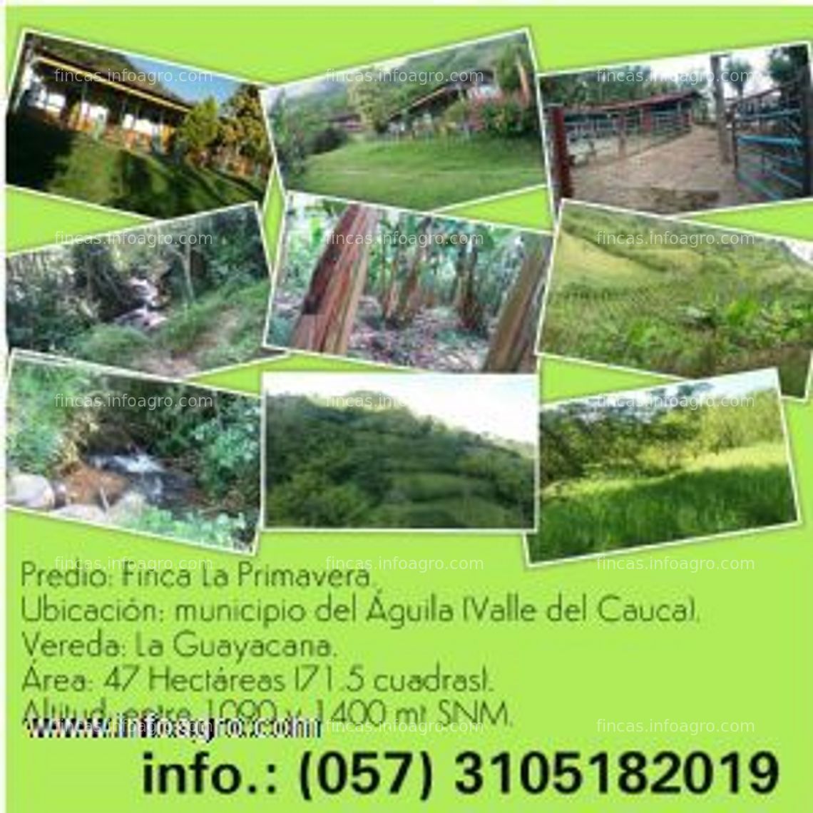 Fotos de A la venta finca la primavera. 47 ha. ganado. platano. aguas propias