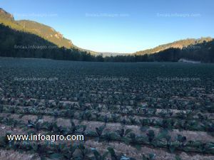 A la venta bonita finca