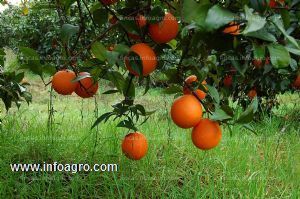 A la venta de fincas de naranjos en producción valencia