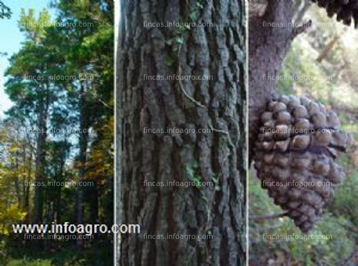 Fotos de A la venta monte forestal con pino radiata,1.63 ha