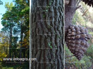 A la venta monte forestal con pino radiata,1.63 ha