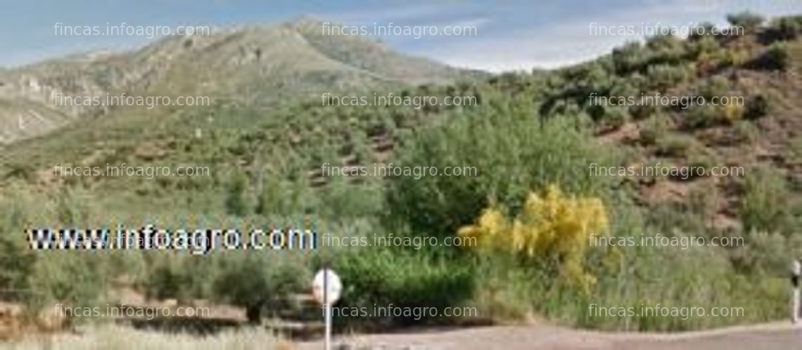 Fotos de Vendo parcela de 150 olivos en muy buen estado cercanos a bélmez de la moraleda (jaén).