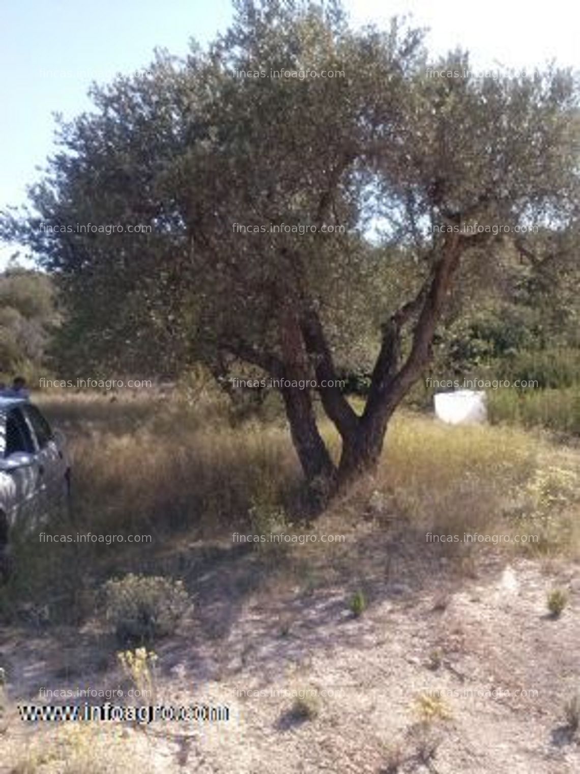 Fotos de En venta  de media hectarea en nonaspe