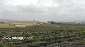 Vendo finca agricola ganadera caprina  con riego  en tota boyaca inf: 3142475431
