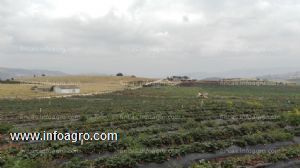 Vendo finca agricola ganadera caprina con riego en tota boyaca inf: 3142475431