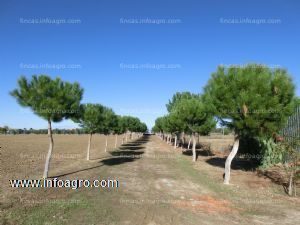 A la venta de finca rustica de 22.000m2 posible calificación a urbana en la zona de ugena (toledo)