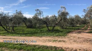 A la venta parcela rústica en fuente miguel