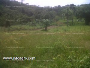 En venta  4 hectareas en chiriqui playa de boca chica horconcitos 10 dolares el metro