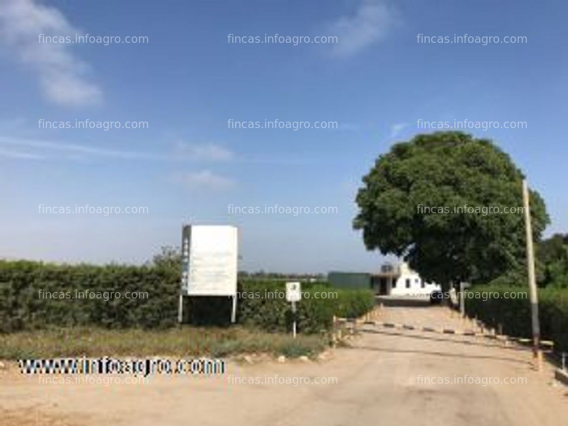 Fotos de A la venta de terreno agrícola en chincha alta panamericana sur km. 214 chincha alta, chincha, ica  20.66 ha