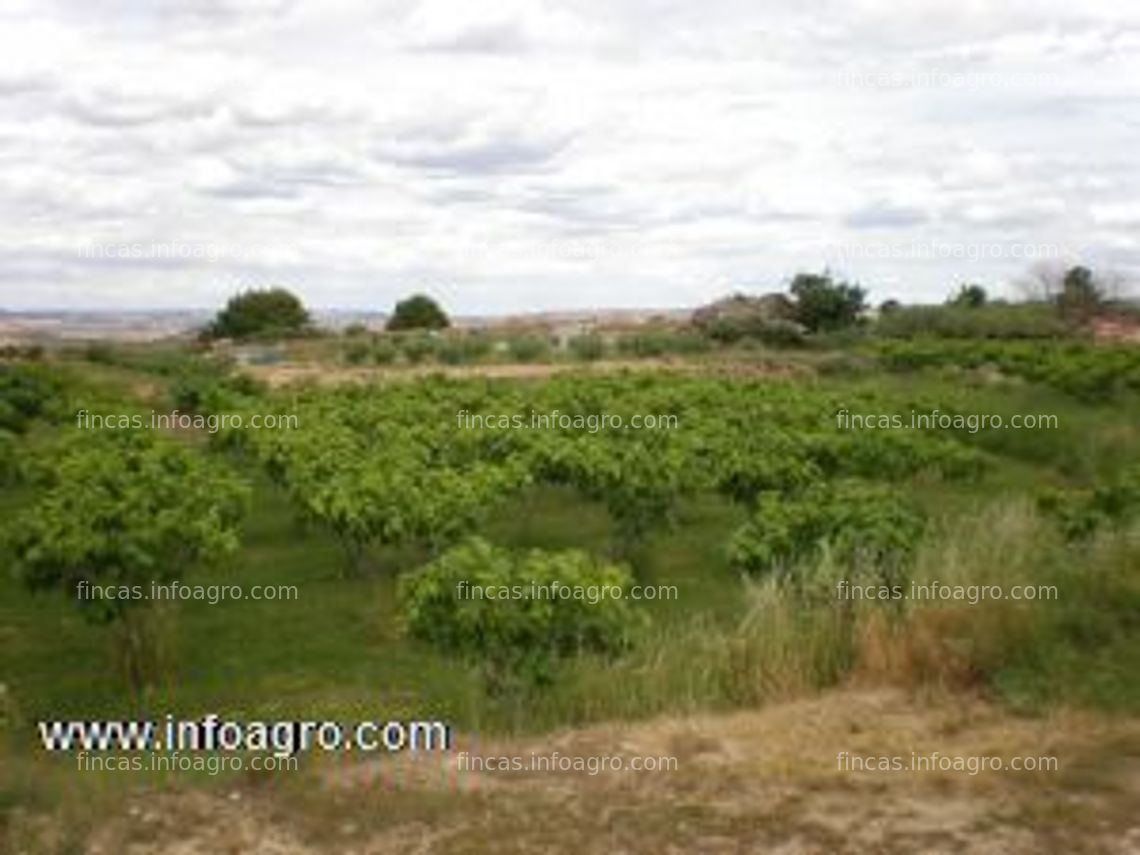 Fotos de A la venta finca regadio con olivos y frutales variados de 31ooom2 en caspe, zaragoza.