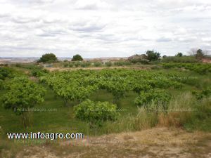 A la venta finca regadio con olivos y frutales variados de 31ooom2 en caspe, zaragoza.