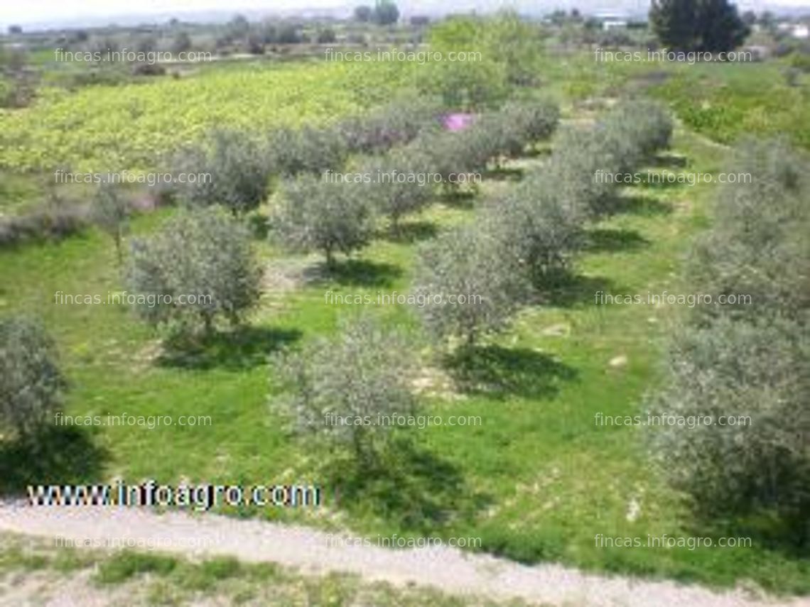 Fotos de A la venta finca regadio con olivos y frutales variados de 31ooom2 en caspe, zaragoza.