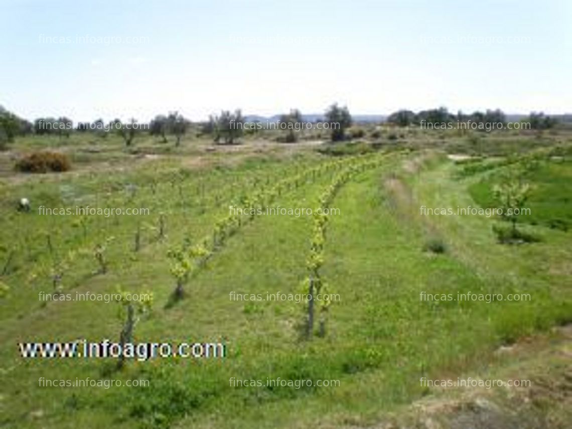 Fotos de A la venta finca regadio con olivos y frutales variados de 31ooom2 en caspe, zaragoza.