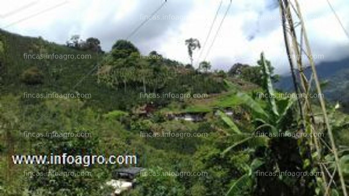 Fotos de Vendo finca cafetera 68 hectareas