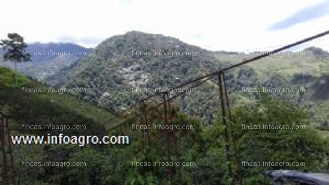 Fotos de Vendo finca cafetera 68 hectareas