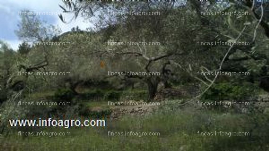 Fotos de Vendo oferta fincas rusticas zona tortosa.