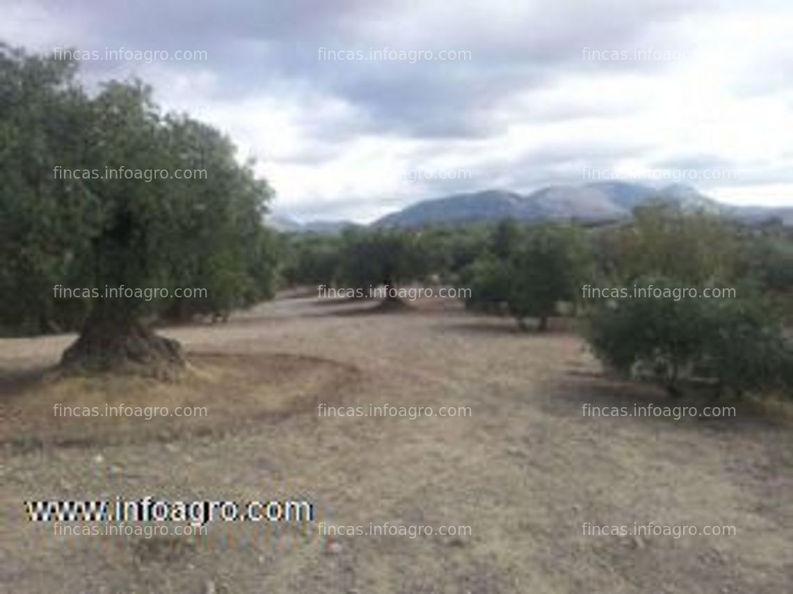 Fotos de En venta  finca de olivos de 14.000 metros en peligros, granada.