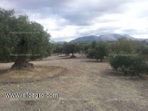 En venta finca de olivos de 14.000 metros en peligros, granada.