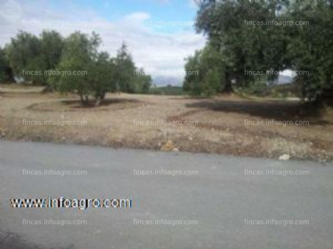 Fotos de En venta  finca de olivos de 14.000 metros en peligros, granada.