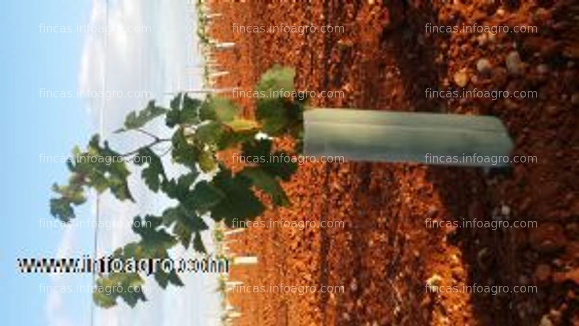Fotos de En venta  tutor para almendros, olivos, pistachos, ecotutor y tubo protector agrotub