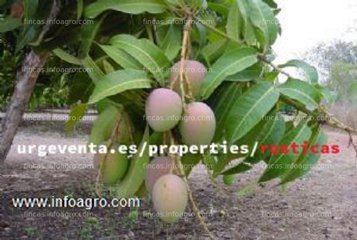 Fotos de En venta  finca de mangos en frigiliana