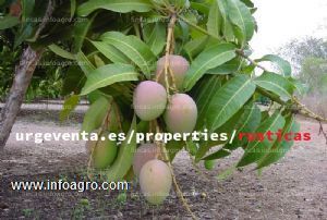 En venta  finca de mangos en frigiliana