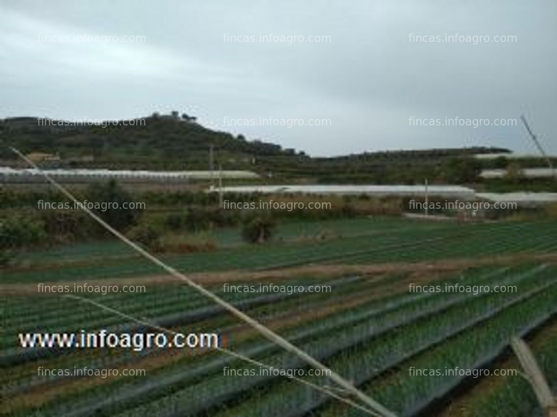 Fotos de A la venta finca 24 marjales en puntalon, motril