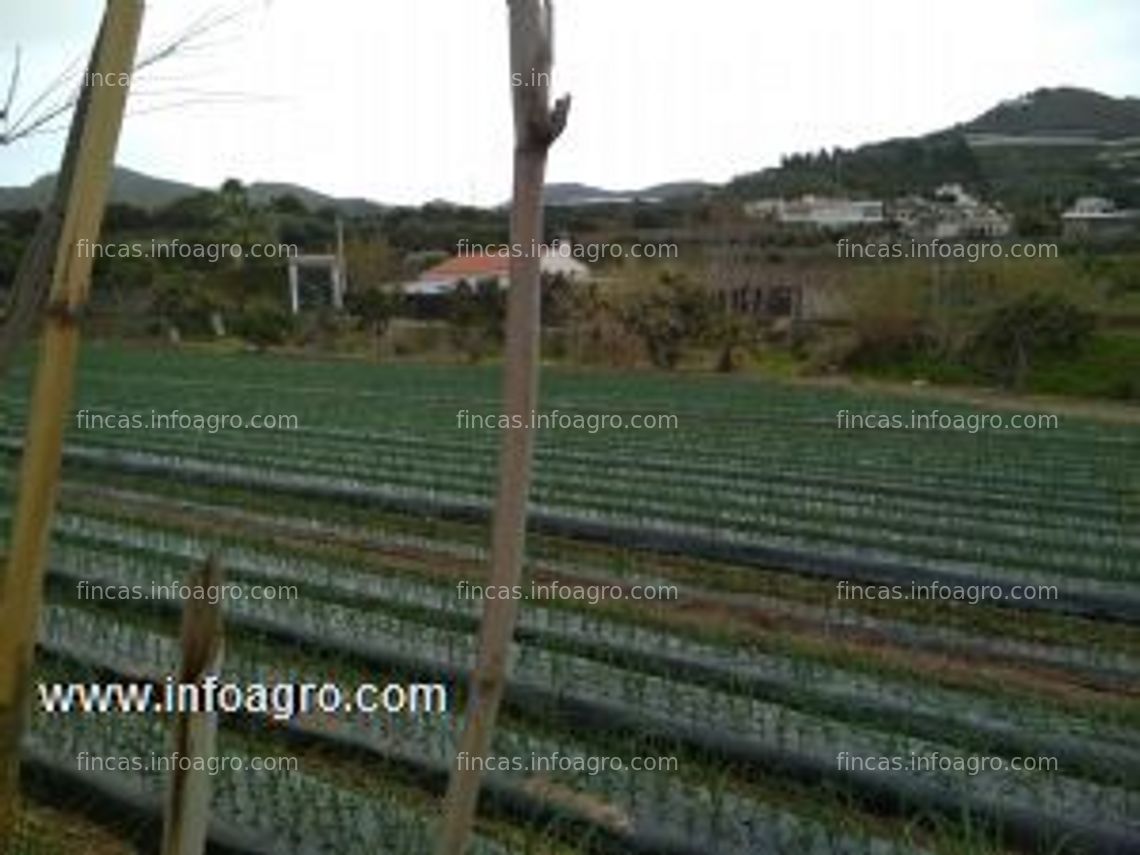 Fotos de A la venta finca 24 marjales en puntalon, motril