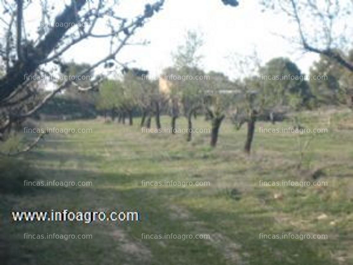 Fotos de Vendo bonita finca en maella (zaragoza) de almendros .