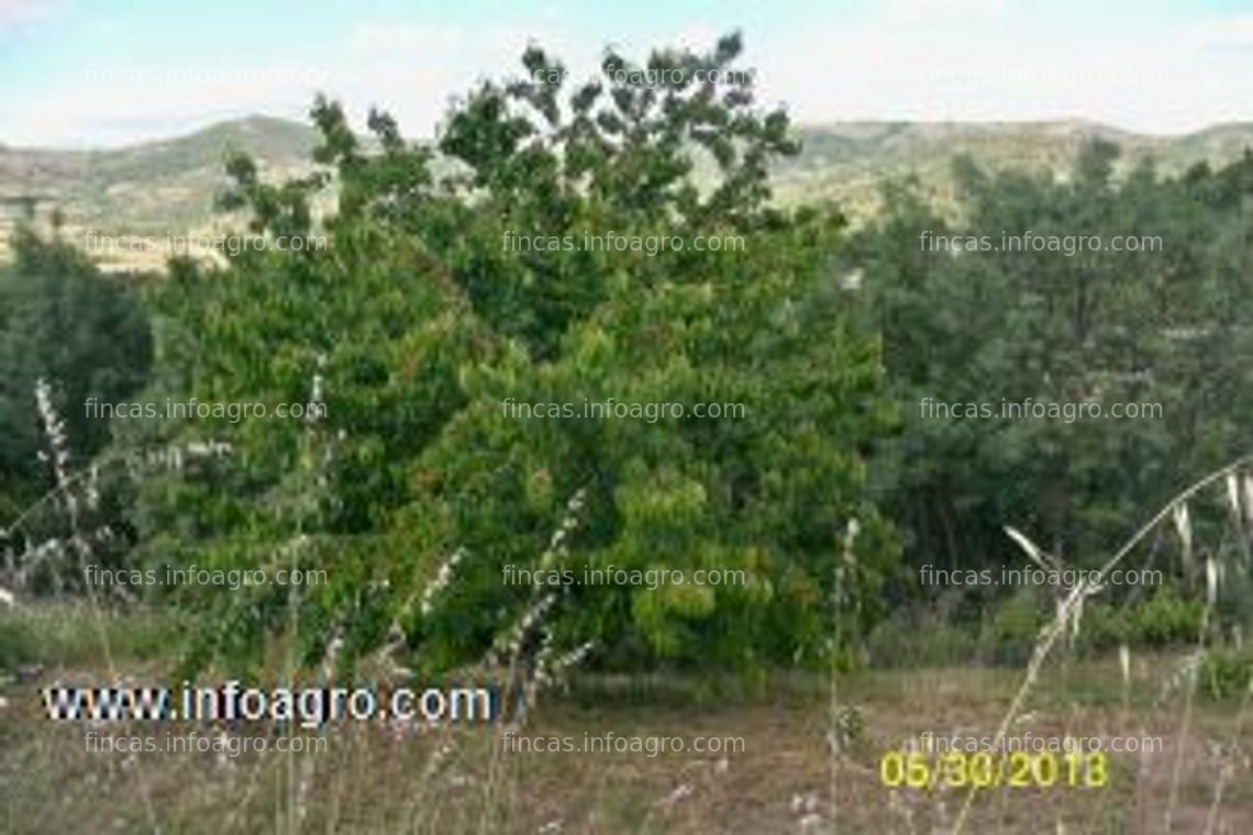 Fotos de Se vende finca con huerta, y frutales. dos pozos con abundante agua.