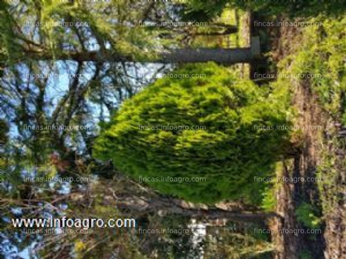 Fotos de En venta  vivero de plantas ornamentales en venta